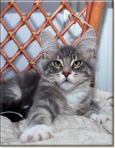 hodowla kotw maine coon Villa Park*PL