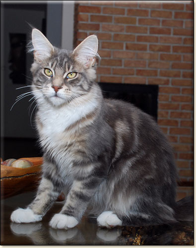 hodowla kotw maine coon Villa Park*PL