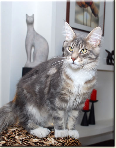 hodowla kotw rasy Maine Coon Villa Park*PL