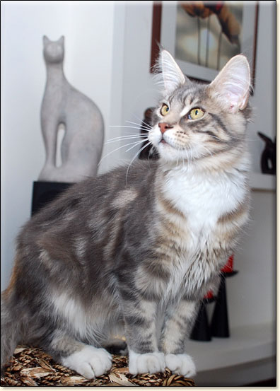 hodowla kotw maine coon Villa Park*PL