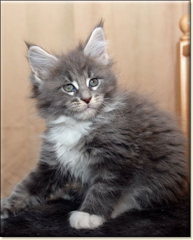 Maine Coon cattery Villa Park*PL