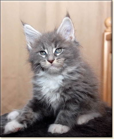 hodowla kotw maine coon Villa Park*PL