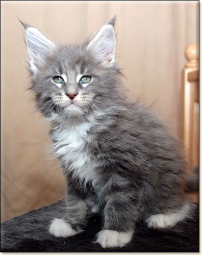 hodowla kotw rasy Maine Coon Villa Park*PL