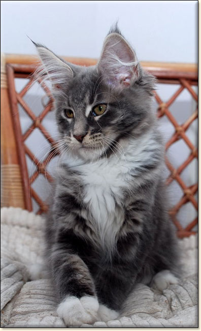 hodowla kotw maine coon Villa Park*PL