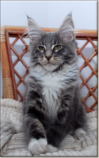 hodowla kotw rasy Maine Coon Villa Park*PL