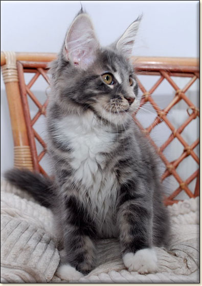 hodowla kotw rasy Maine Coon Villa Park*PL