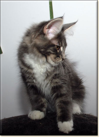 Maine Coon cattery Villa Park*PL