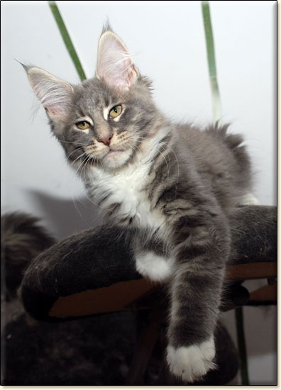 hodowla kotw maine coon Villa Park*PL