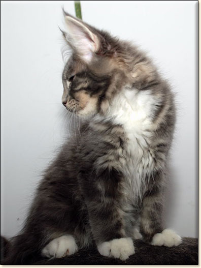 Maine Coon cattery Villa Park*PL