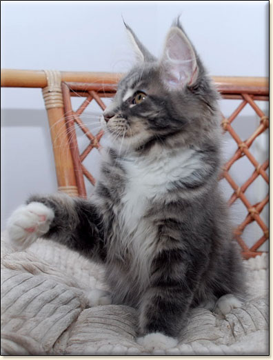 hodowla kotw maine coon Villa Park*PL