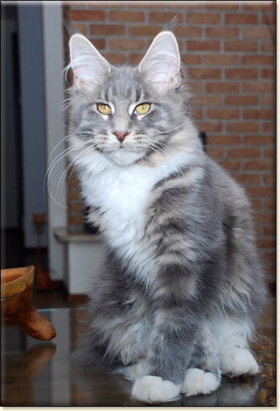 hodowla kotw maine coon Villa Park*PL