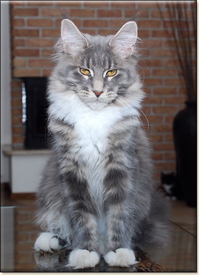 Maine Coon cattery Villa Park*PL