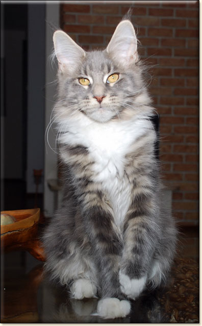 hodowla kotw rasy Maine Coon Villa Park*PL