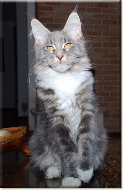 Maine Coon cattery Villa Park*PL