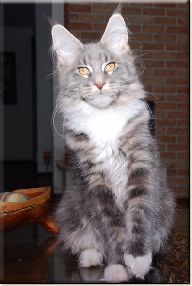 hodowla kotw maine coon Villa Park*PL