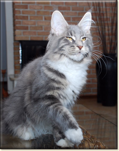 Maine Coon cattery Villa Park*PL