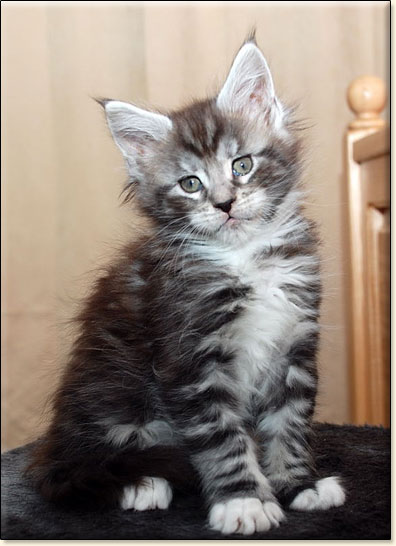 hodowla kotw maine coon Villa Park*PL