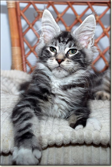 hodowla kotw rasy Maine Coon Villa Park*PL