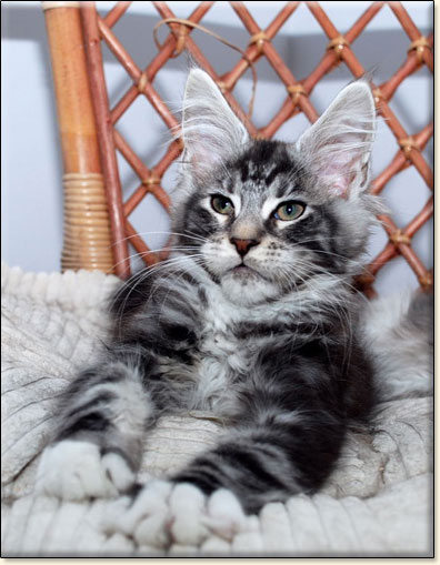 hodowla kotw maine coon Villa Park*PL