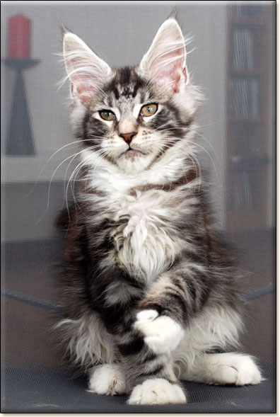 hodowla kotw rasy Maine Coon Villa Park*PL