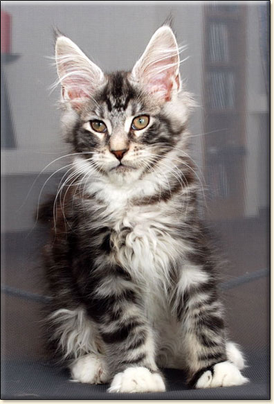 hodowla kotw maine coon Villa Park*PL