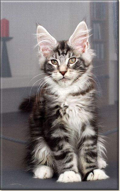 Maine Coon cattery Villa Park*PL