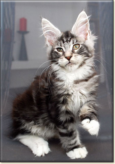 Maine Coon cattery Villa Park*PL