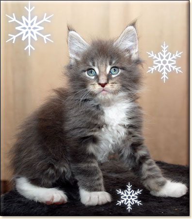 hodowla kotw rasy Maine Coon Villa Park*PL