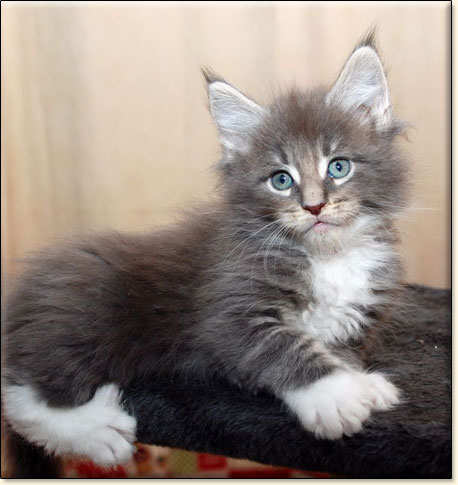 hodowla kotw maine coon Villa Park*PL