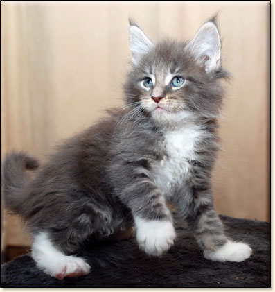 Maine Coon cattery Villa Park*PL