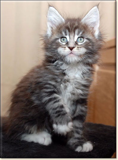 hodowla kotw maine coon Villa Park*PL