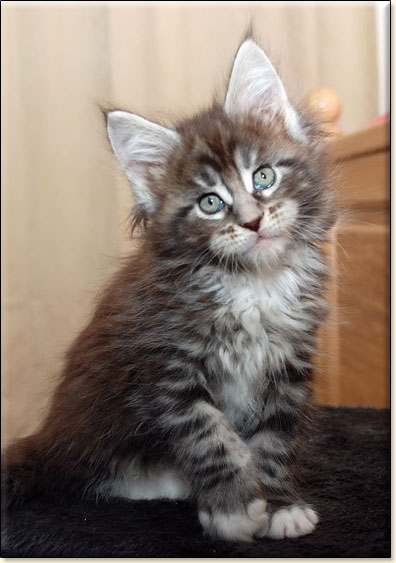 hodowla kotw maine coon Villa Park*PL