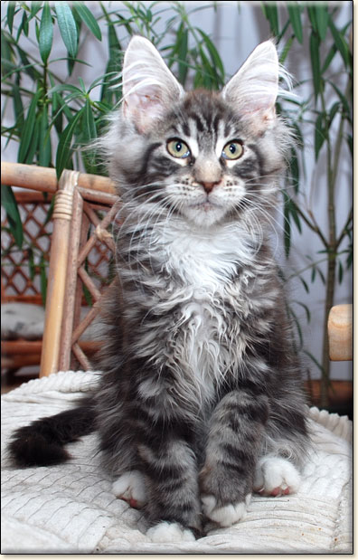 hodowla kotw rasy Maine Coon Villa Park*PL