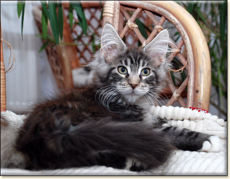 hodowla kotw maine coon Villa Park*PL