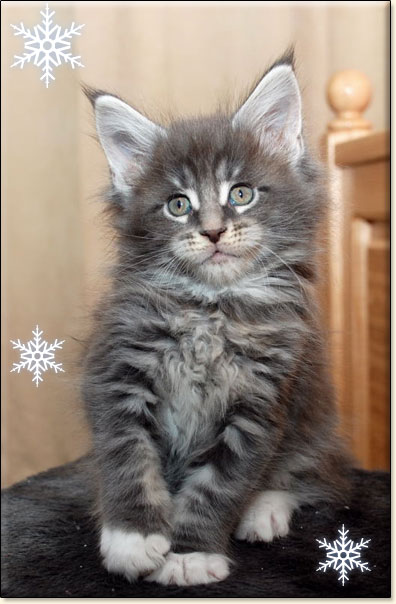 hodowla kotw rasy Maine Coon Villa Park*PL