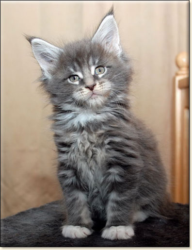 hodowla kotw maine coon Villa Park*PL