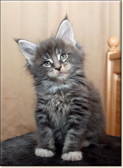 Maine Coon cattery Villa Park*PL