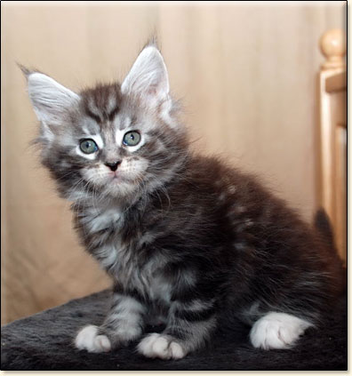 hodowla kotw maine coon Villa Park*PL