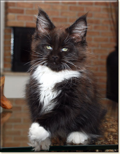 Maine Coon cattery Villa Park*PL