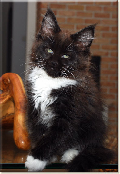 hodowla kotów rasy Maine Coon Villa Park*PL