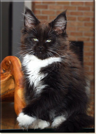 Maine Coon cattery Villa Park*PL