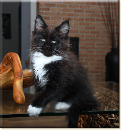 hodowla kotów maine coon Villa Park*PL
