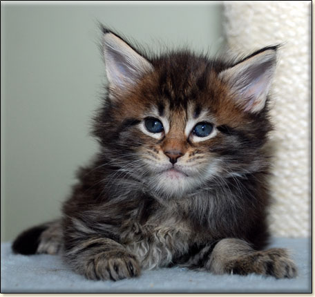 hodowla kotw maine coon Villa Park*PL