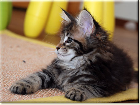 hodowla kotw maine coon Villa Park*PL