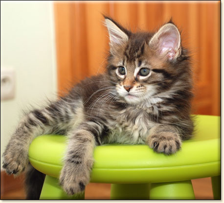 hodowla kotw rasy Maine Coon Villa Park*PL