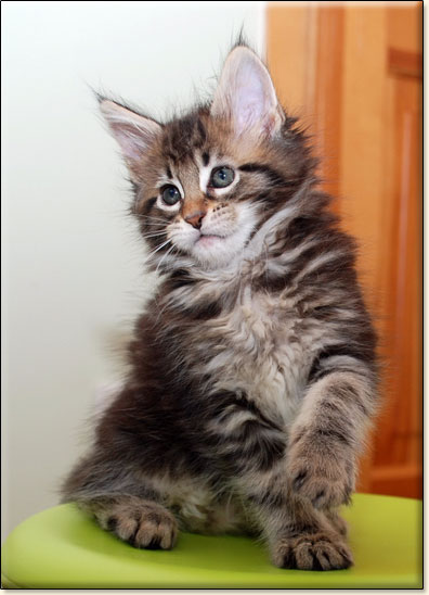 hodowla kotw rasy Maine Coon Villa Park*PL