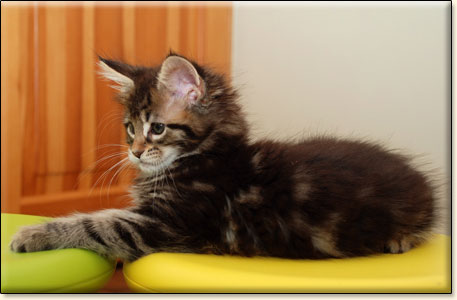 hodowla kotw rasy Maine Coon Villa Park*PL