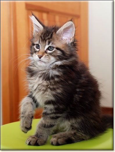 hodowla kotw rasy Maine Coon Villa Park*PL