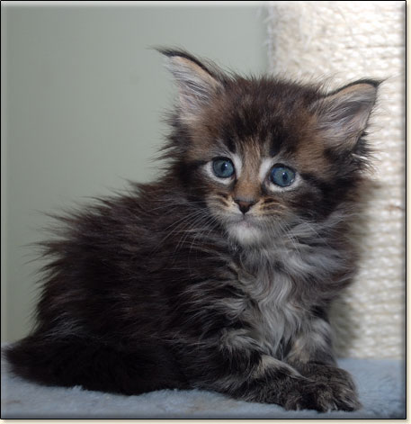 hodowla kotw rasy Maine Coon Villa Park*PL