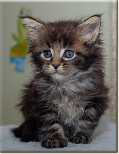 hodowla kotw rasy Maine Coon Villa Park*PL